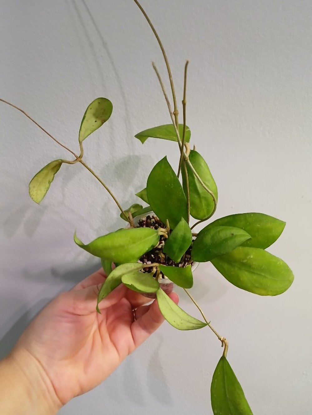 Hoya Erythrostemma Cuttings